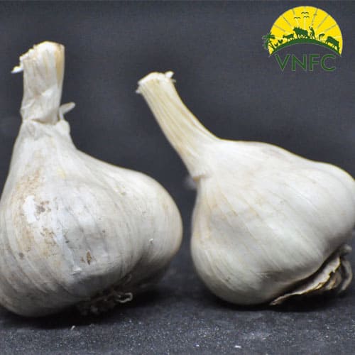 hill garlic